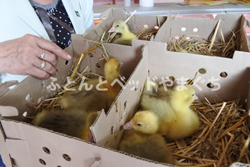 ホワイトコウダ種　雛