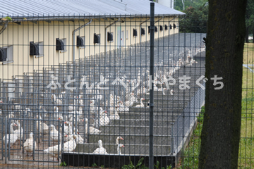 ホワイトコウダ種　親鳥