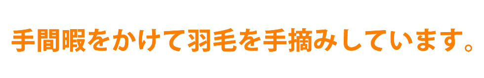 手間暇をかけて羽毛を手摘みしています。